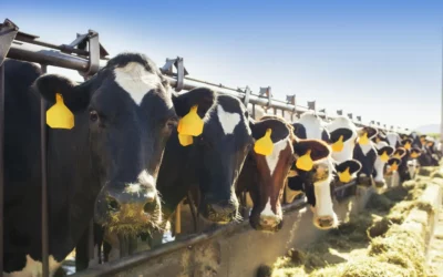 Jakie innowacyjne rozwiązania mogą wspierać rozwój rynku wołowiny w Polsce?