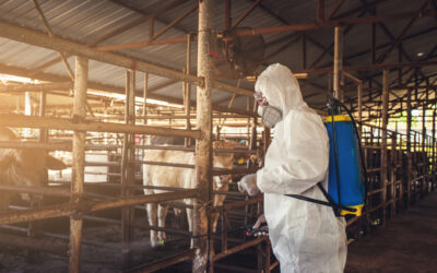 Rozszerzenie wsparcia bioasekuracji na producentów bydła – apel Rady Sektora Wołowiny